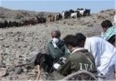افزایش 12 درصدی مایه‌کوبی گوسفند و بز علیه بیماری تب مالت در سیستان و بلوچستان