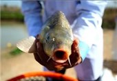طرح پایلوت پرورش ماهی تیلاپیا در استان مرکزی اجرا می‌شود