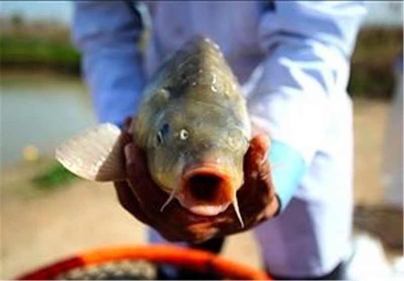 تولید بیش از 23 میلیون قطعه بچه ماهی قزل‌آلا در مرکزی