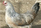 فروش مرغ زنده در زنجان جمع‌آوری می‌شود