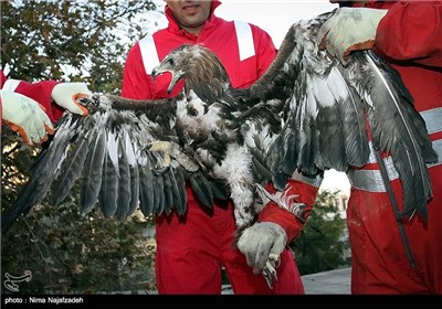 عملیات نجات عقاب طلایی در مشهد