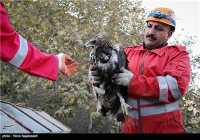 عملیات نجات عقاب طلایی در مشهد