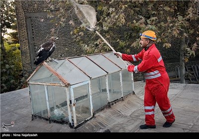 عملیات نجات عقاب طلایی در مشهد