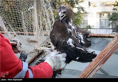 عملیات نجات عقاب طلایی در مشهد