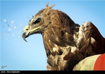 عملیات نجات عقاب طلایی در مشهد