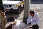 فعالیت 36 اکیپ دامپزشکی در ایلام همزمان با عید قربان