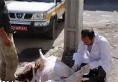 گوشت،دامپزشكي،ايلام،نظارت،ذبح،بهداشتي