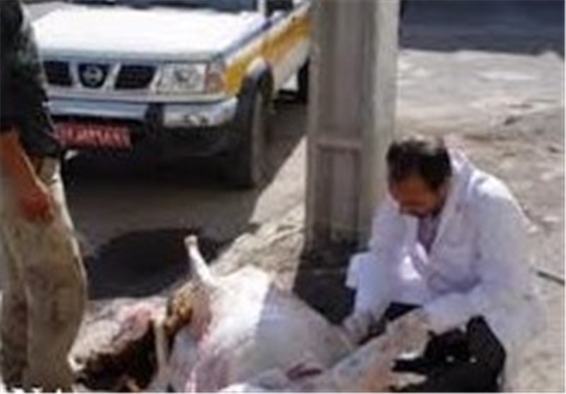 آمادگی اکیپ‌های دامپزشکی دره‌شهر همزمان با عید قربان