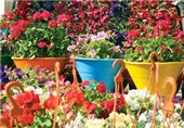 ارائه گل و گیاه زینتی در اصفهان در وسعت 17 هزار متر مربع