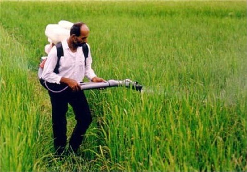 کشت ارقام جدید برنج در مزارع کشاورزان خبره گیلانی