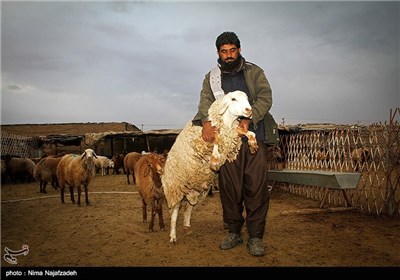 خرید و فروش گوسفند در آستانه عید قربان