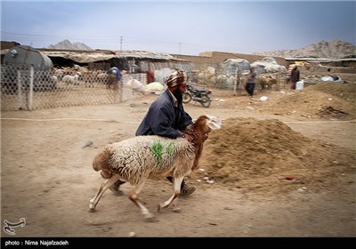 خرید و فروش گوسفند در آستانه عید قربان