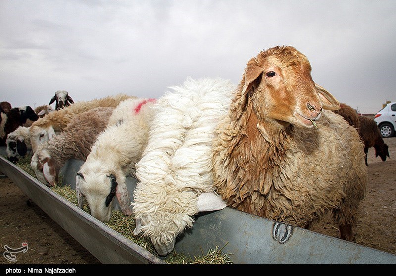 «کشاورزی»، ناجی اقتصاد|پرورش گوسفند جای سپرده‌‎های بانکی را می‌گیرد