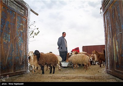 خرید و فروش گوسفند در آستانه عید قربان