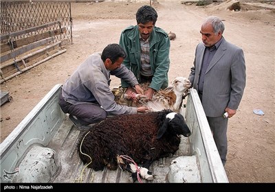 خرید و فروش گوسفند در آستانه عید قربان