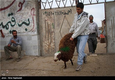 خرید و فروش گوسفند در آستانه عید قربان