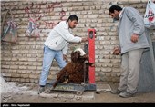 آغاز نظارت 48 تیم دامپزشکی کرمانشاه بر عرضه دام قربانی