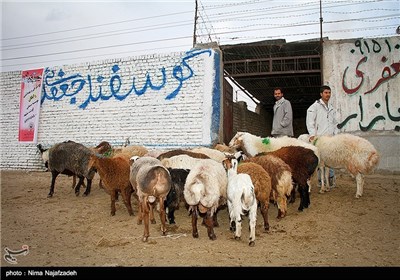 خرید و فروش گوسفند در آستانه عید قربان