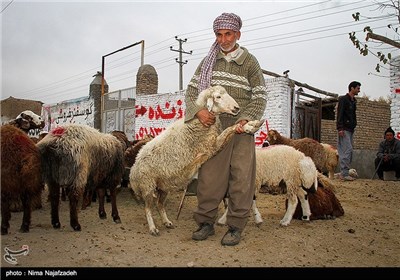 خرید و فروش گوسفند در آستانه عید قربان