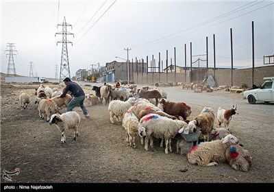 خرید و فروش گوسفند در آستانه عید قربان