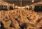 تولید 69هزار و 424 تن گوشت مرغ در 6 ماه