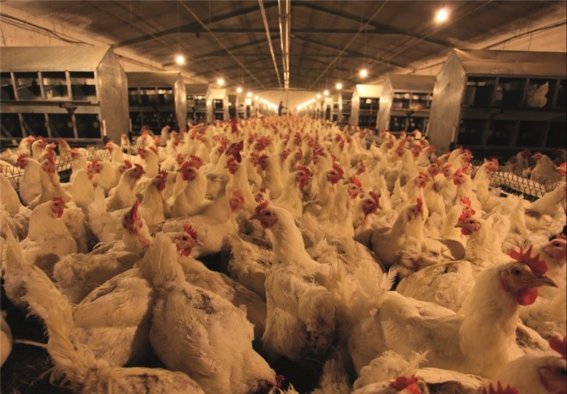19 میلیون قطعه مرغ در خراسان جنوبی تولید شد
