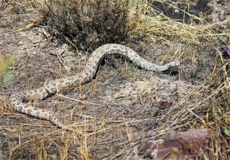 Evolution, Venomous Snakes: Diet Distinguishes Look-Alikes on Two Continents