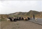 70 راس دام عشایر استان فارس براثر برخورد با قطار تلف شدند