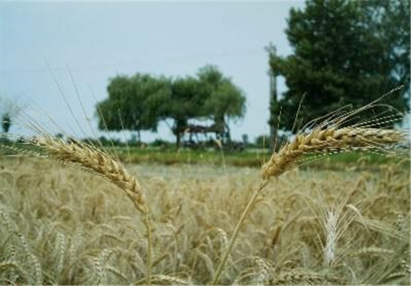 39 پروژه کشاورزی در اردبیل افتتاح می‌شود