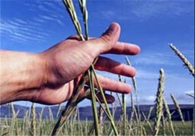 سال سخت در انتظار کشاورزی خراسان شمالی؛ آیا بیمه خسارات را جبران میکند؟