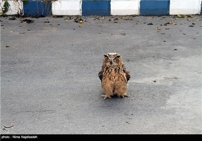 نجات جغد شاخدار سرگردان توسط نیروهای امداد