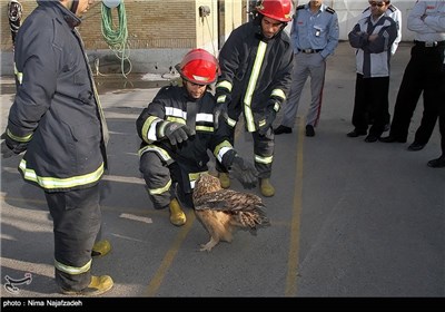 نجات جغد شاخدار سرگردان توسط نیروهای امداد