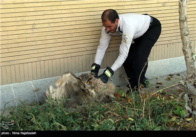 نجات جغد شاخدار سرگردان توسط نیروهای امداد