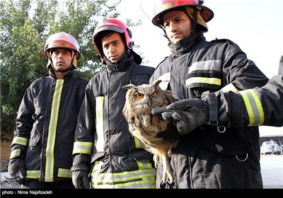 نجات جغد شاخدار سرگردان توسط نیروهای امداد