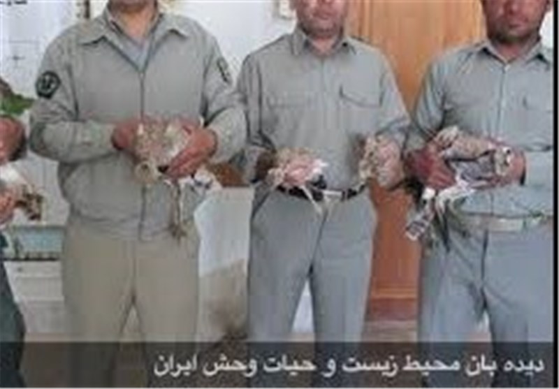 39 پرنده وحشی در بازار پرندگان خلیج شهر تهران کشف و ضبط شد