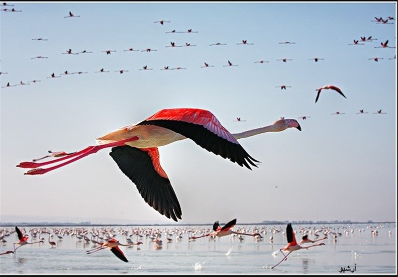 سرشماری پرندگان پارک ملی دریاچه ارومیه آغاز شد