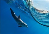 کشف لاشه دلفین دو سر در ترکیه
