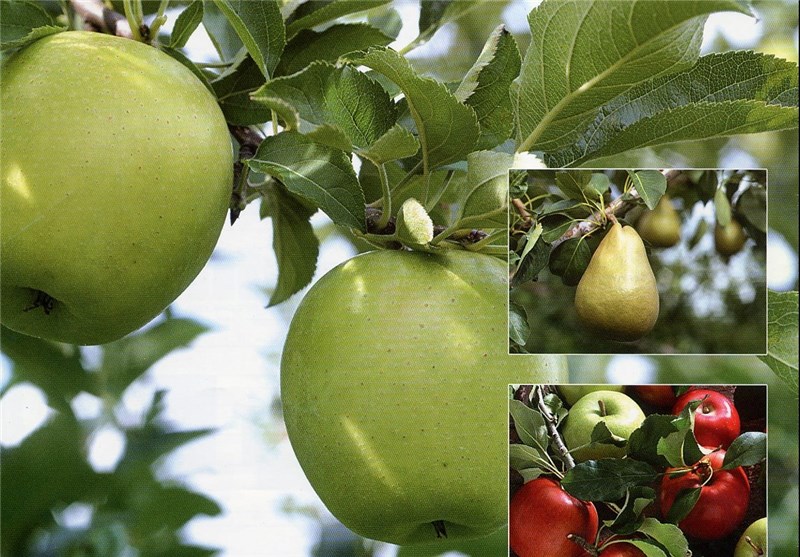 سرما تولید سیب و گلابی خراسان شمالی را کاهش داد
