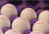 صادرات 390 هزار تخم مرغ خراسان‌جنوبی به کشورهای همسایه