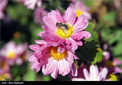 جشنواره گل های داودی در مشهد