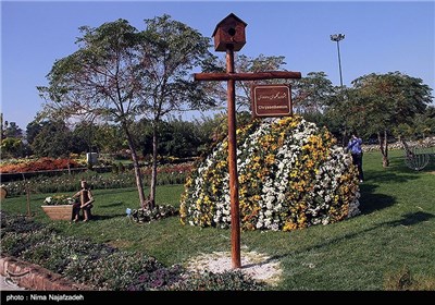 جشنواره گل های داودی در مشهد