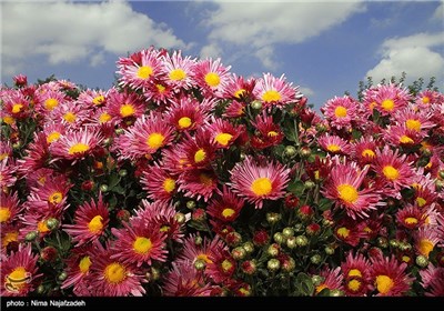 جشنواره گل های داودی در مشهد