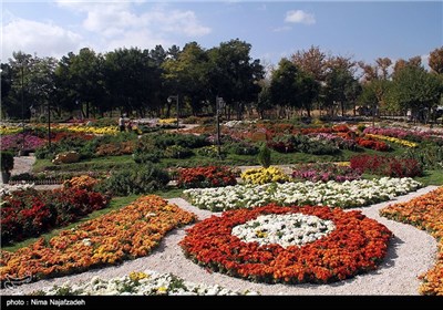 جشنواره گل های داودی در مشهد