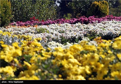 جشنواره گل های داودی در مشهد