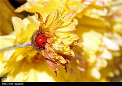 جشنواره گل های داودی در مشهد