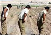 کشت گندم در 95 هزار هکتار اراضی استان بوشهر آغاز شد