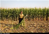 تحویل روزانه 200 هزار تن چغندر قند به واحدهای تولیدی/مطالبات ذرت‌کاران خوزستانی پرداخت می‌شود