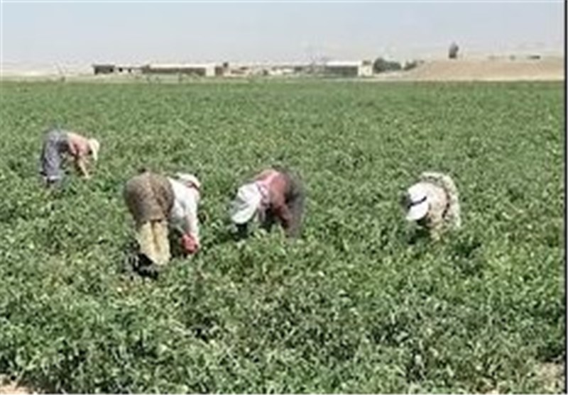 تولید 600 هزار تن گوجه فرنگی در بوشهر
