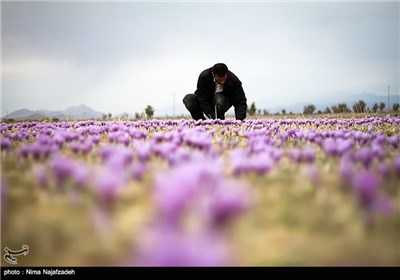 برداشت زعفران