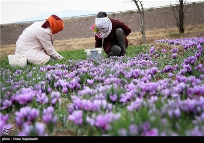 برداشت زعفران